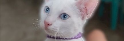jaesahv's profile banner image