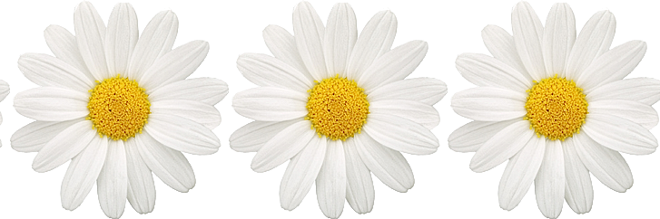 Lindariestya's profile banner image