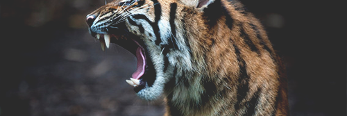 WaloMu's profile banner image