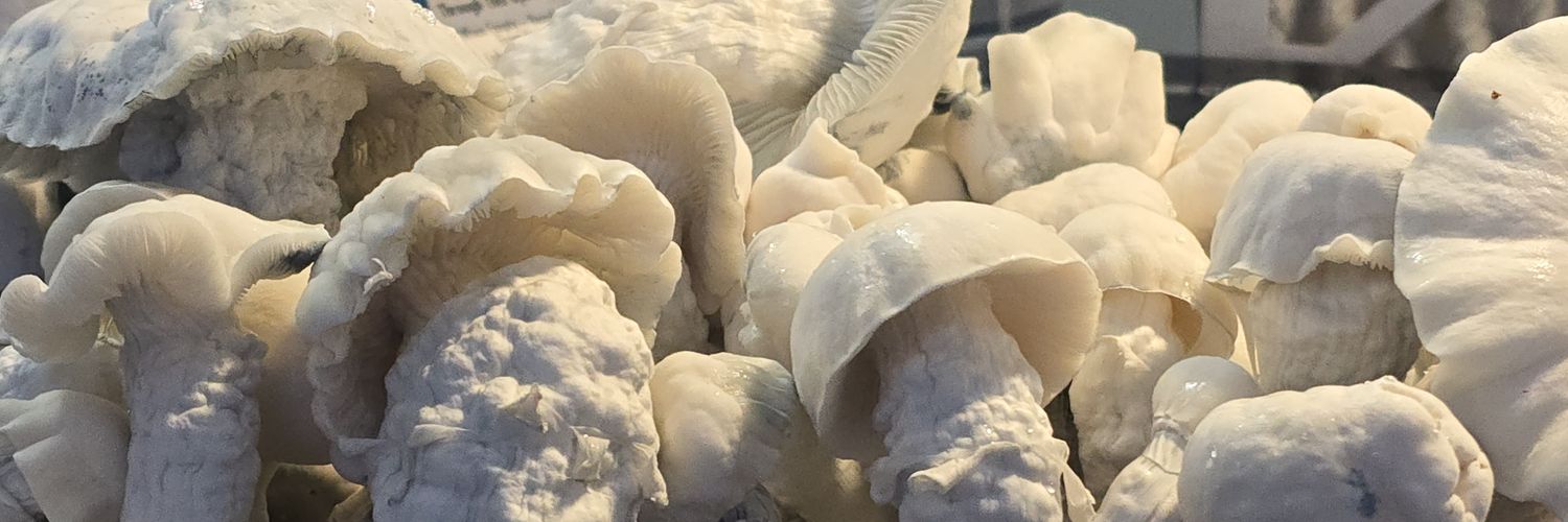 Your Friendly Neighborhood Hippy banner