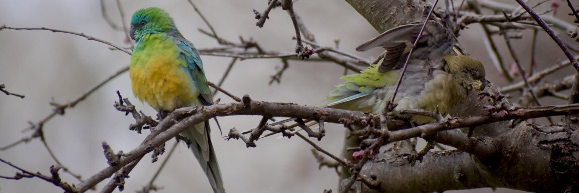 Jillian Beard banner