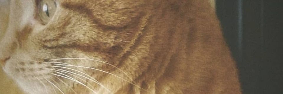 bohemibatu's profile banner image