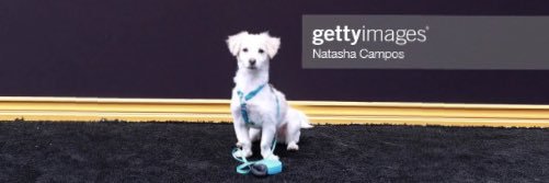 Danielle Turchiano banner