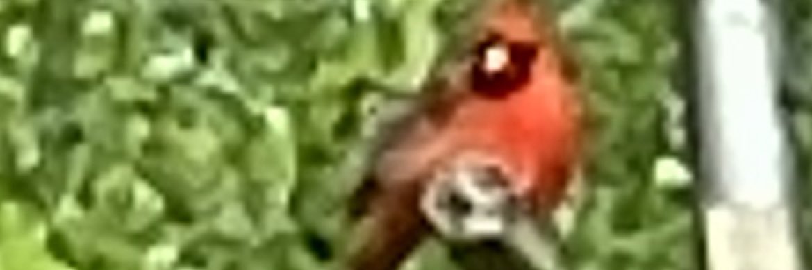Tanjia's profile banner image