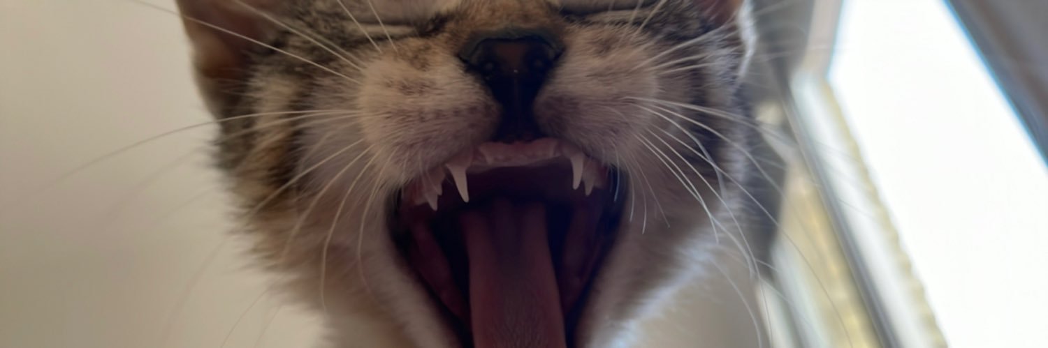 laaurabntz's profile banner image