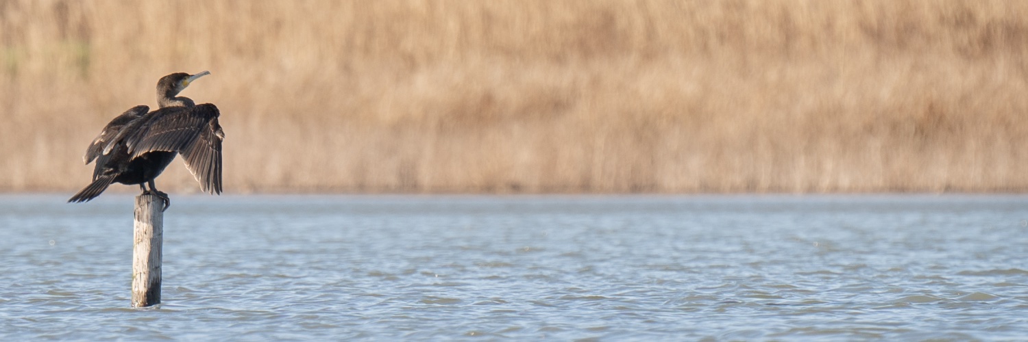 Chris Biesheuvel.nl banner