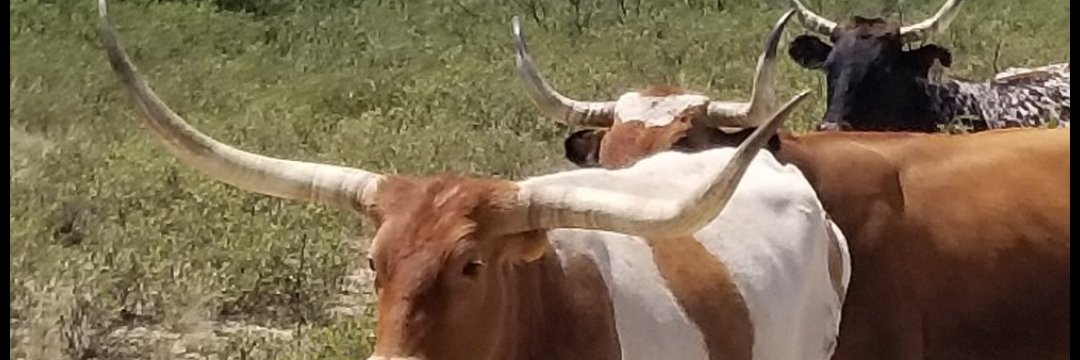 devildogarcia's profile banner image