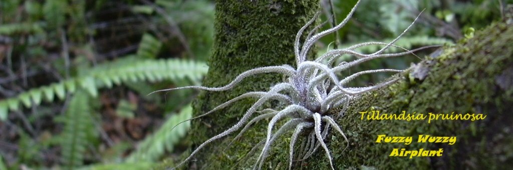 Dade Chapter of the Florida Native Plant Society banner