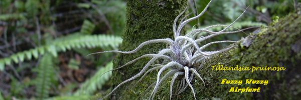 DadeFNPS Profile Banner