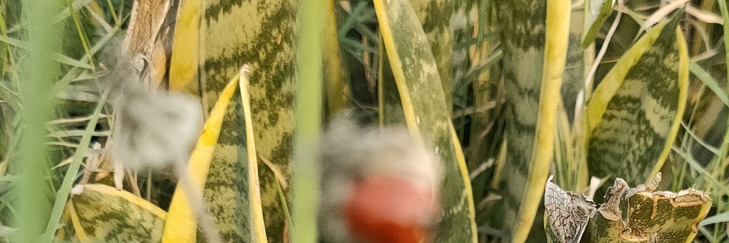 MoonStruked's profile banner image
