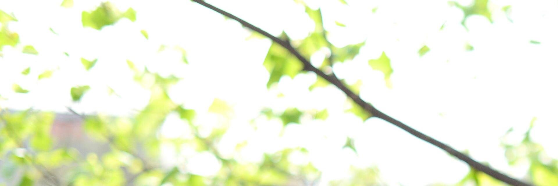 emilyapace's profile banner image