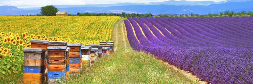 The_French_Farm's profile banner image