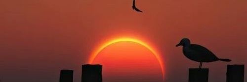 raflisia's profile banner image