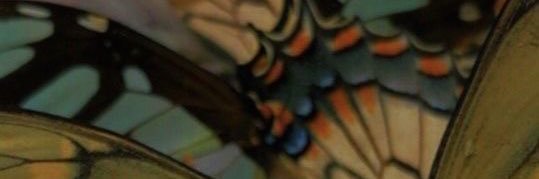 julpmaia's profile banner image