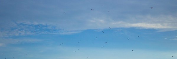 lostfairyhere Profile Banner