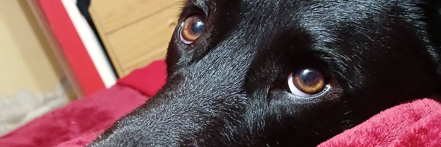 Cynthia 🏳️‍🌈 🇸🇪 banner