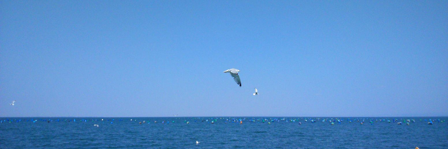 Radmila Jankovic banner