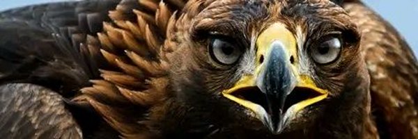 TraviesoDaniel9 Profile Banner