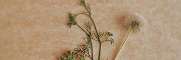 ZulalM95597 Profile Banner
