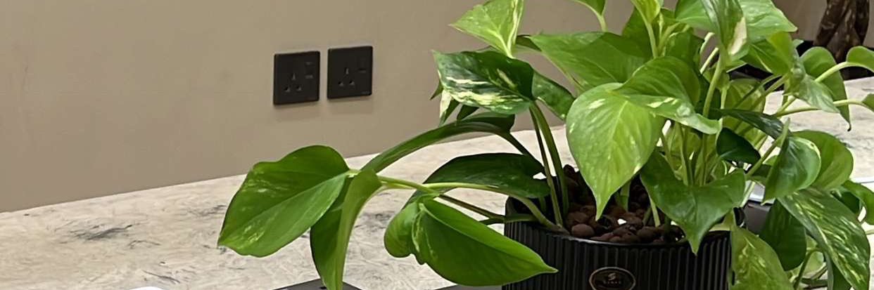 🌺 banner