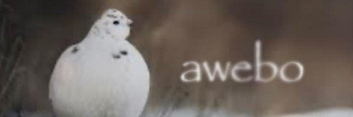 HeadPigeon06's profile banner image
