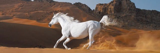 محمد الشريف banner