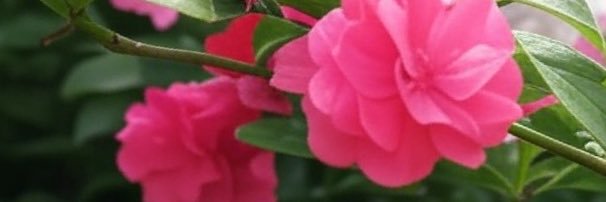 Chameleon's banner