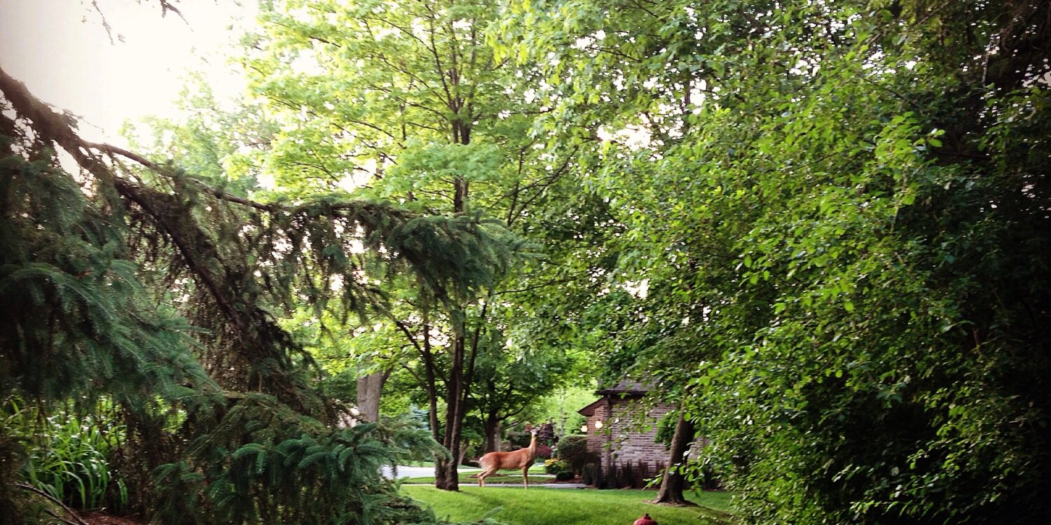 Laura Korotkin banner