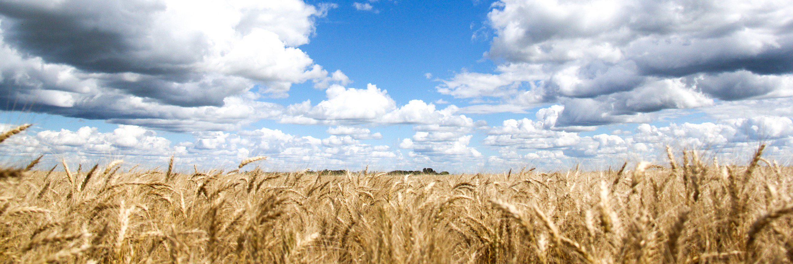 NadeauSeedsInc's profile banner image