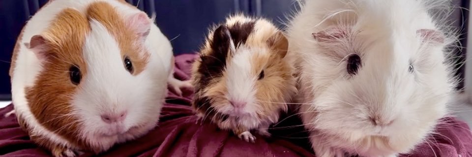 しろたん@24時間配信中 banner