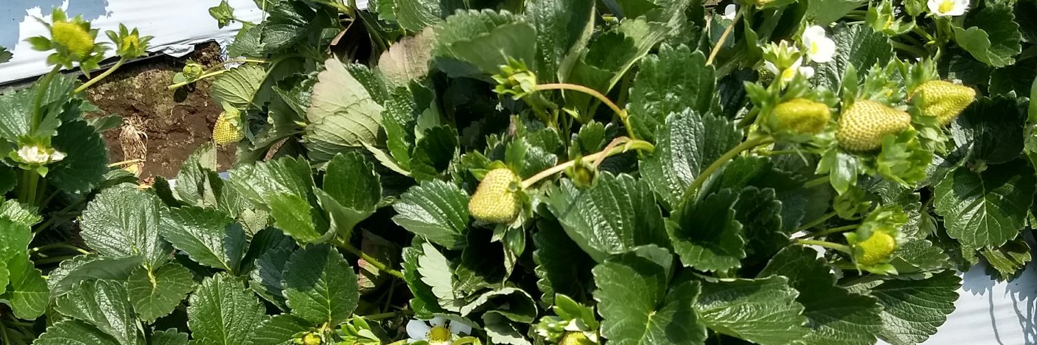 Humberto Alonso banner