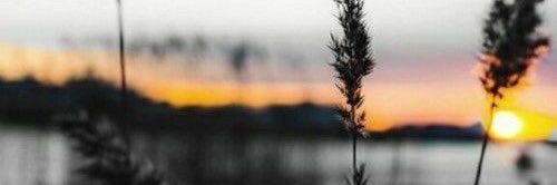 Pelican_Inkwell's profile banner image
