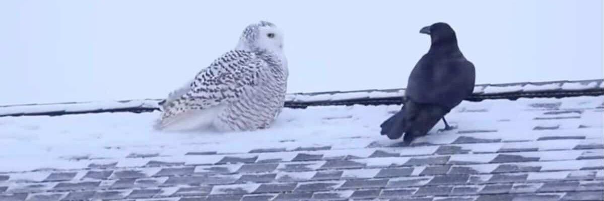 Lilith🏳️‍⚧️ banner