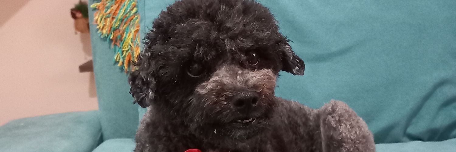 flormiranda_o's profile banner image