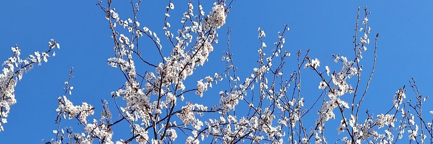 Mireille Bacou banner