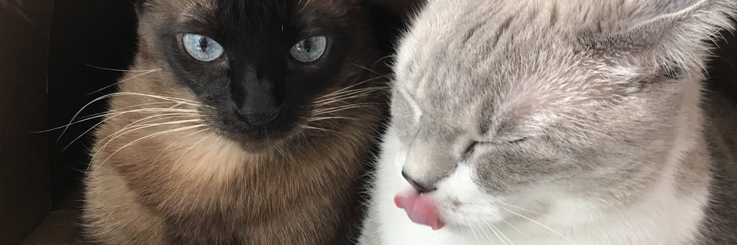 gatodomeme's profile banner image