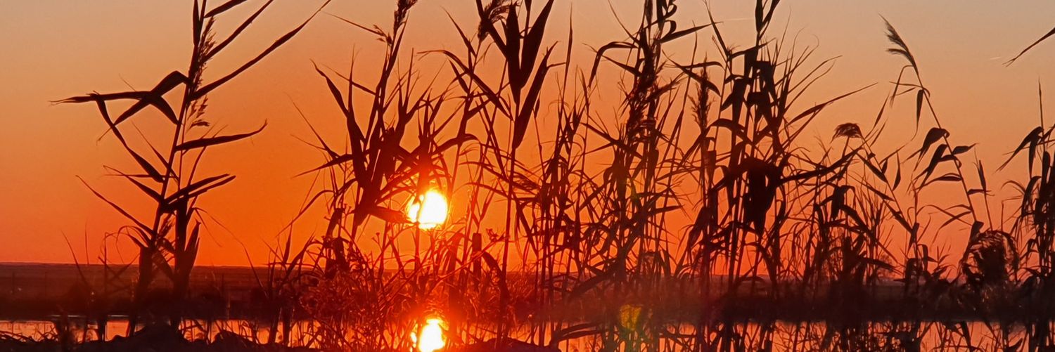 el barón morado 🔻 banner