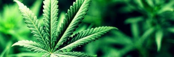 maconha's profile banner image