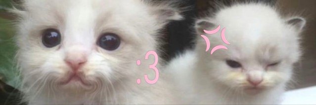 ⊹ ࣪ ˖ ale banner