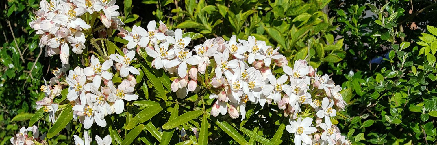 Sarah Marsden banner