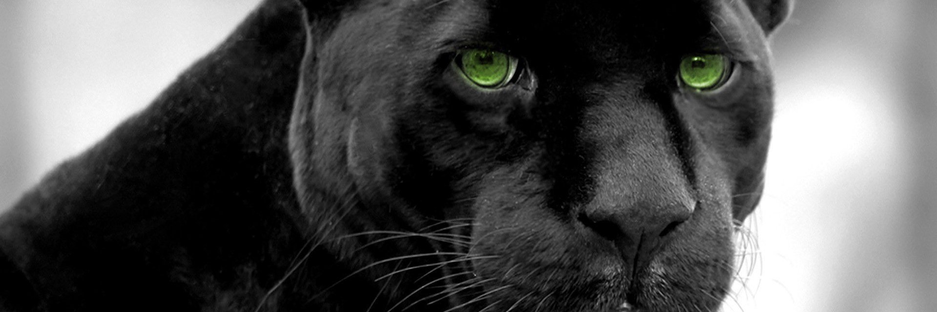 michaelraeford's profile banner image