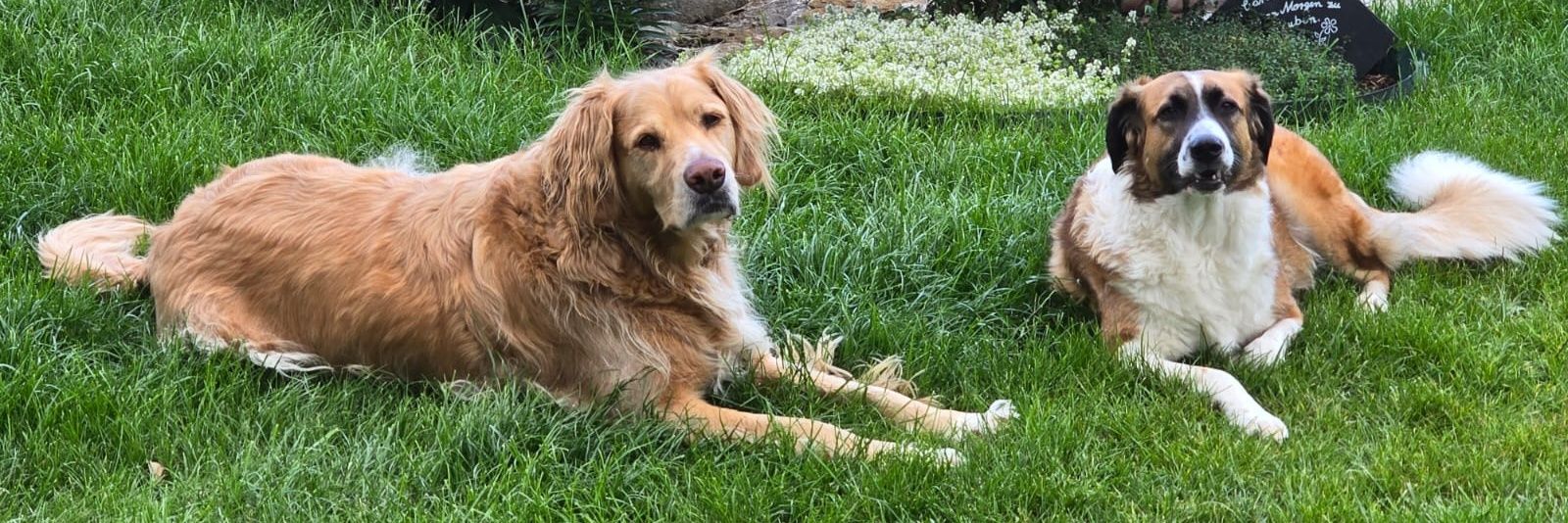 AnKo ♀️🇩🇪🇨🇭💙 banner