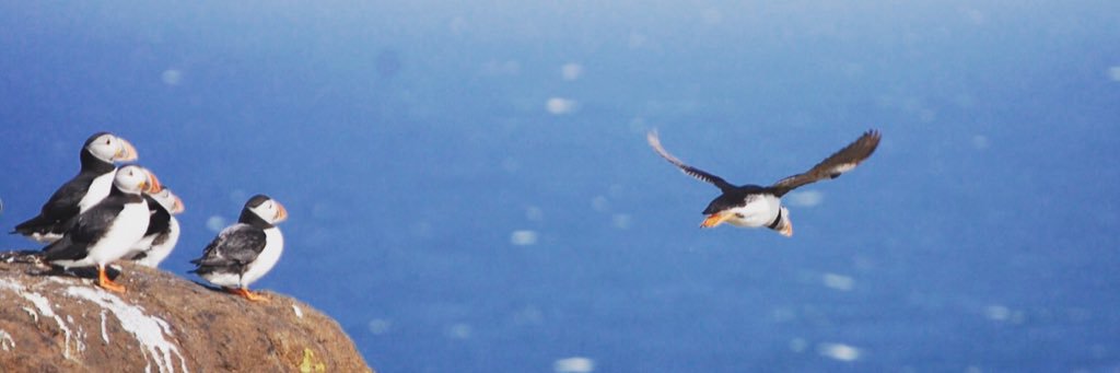 beecheesey's profile banner image