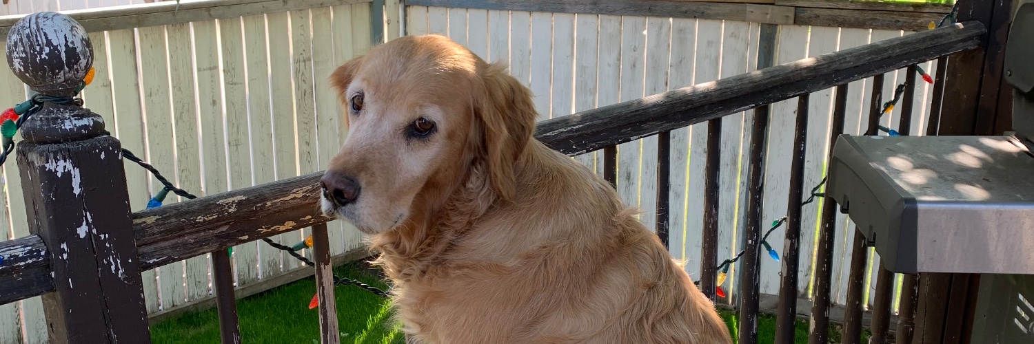 CarmenM 🇨🇦 banner