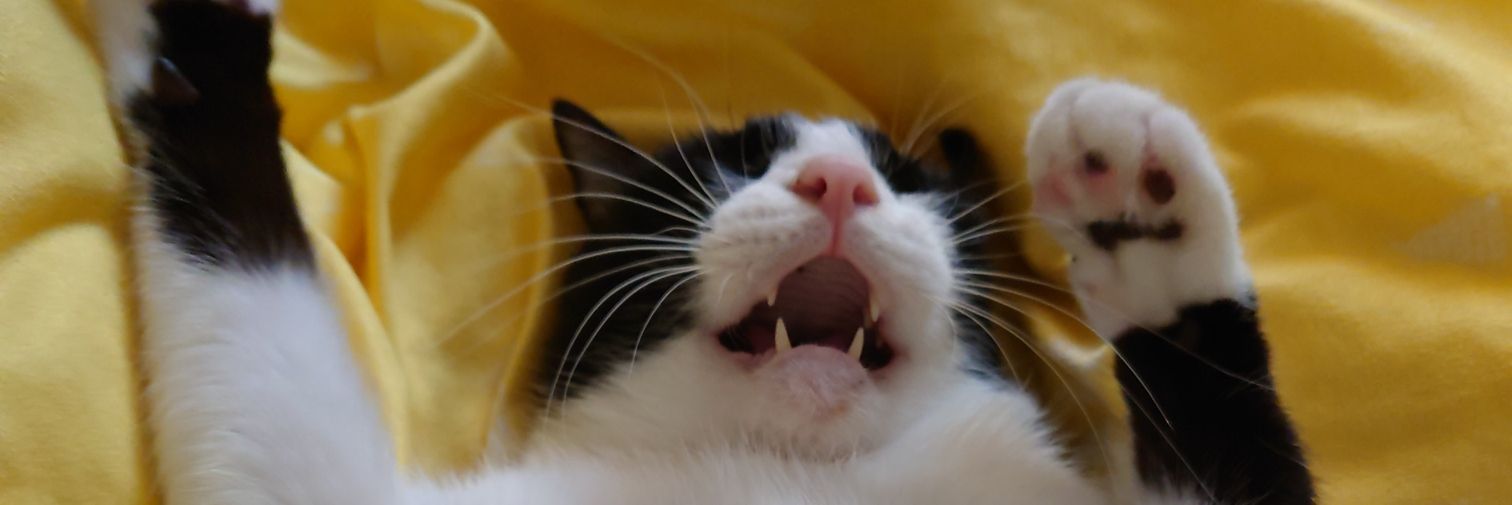 myaabill's profile banner image