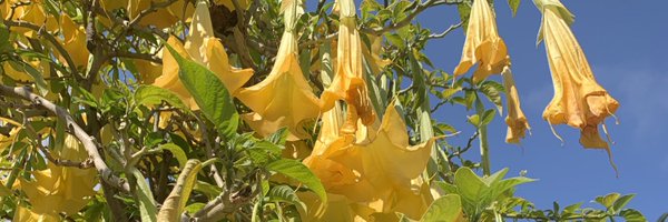 GuiveAssadi Profile Banner