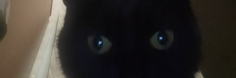 naky as cats 🐈‍⬛ banner