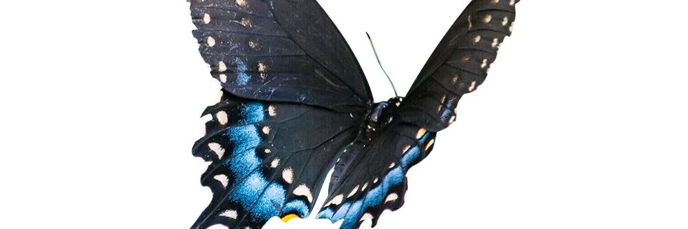 Shenle9527's profile banner image