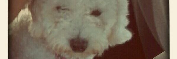 melucuello's profile banner image