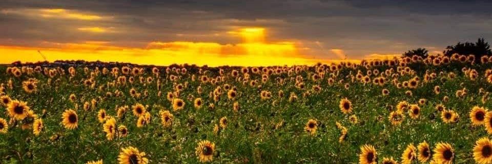 Ro Bevac 🌻 banner